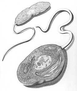 A Walk Through Time - Concept Note - What Are Protoctists?